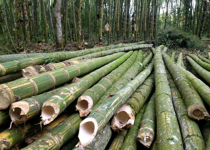 Harvesting and Yield of Bamboo