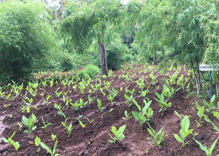 Intercropping in bamboo plantation