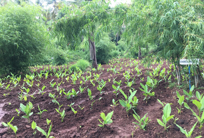 Intercropping with bamboo