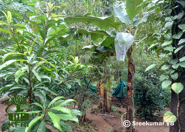 Bamboo Intercropping with trees