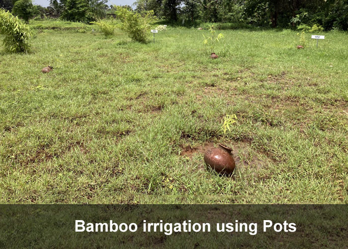 Irrigation for Bamboo Plants