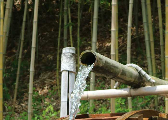 Irrigation for Bamboo Plants