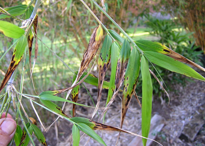 Disease control in Bamboo