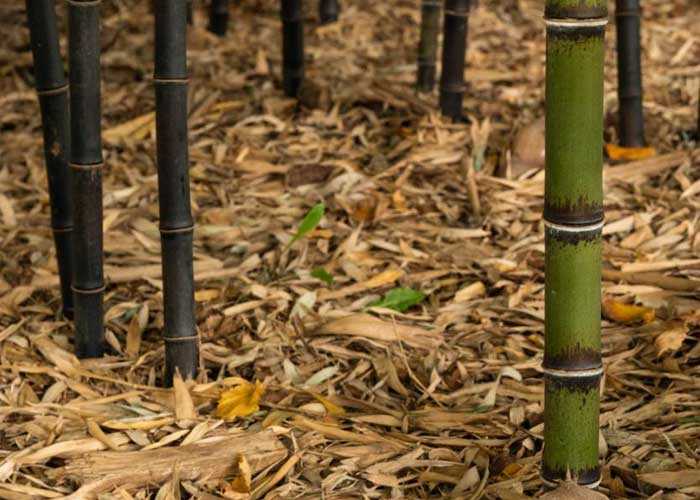 Mulching for bamboo