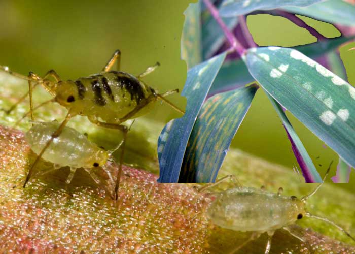 Pest control in Bamboo