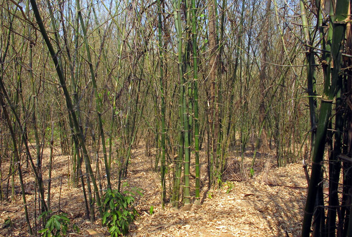 Bamboo Plantation