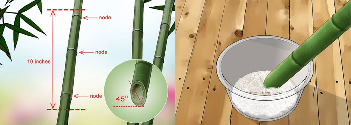 Bamboo Propagation through Culm cuttings