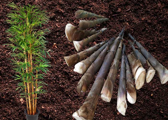 Propagation of bamboo