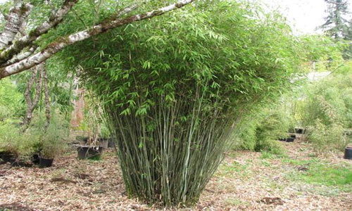 Bamboo Pruning
