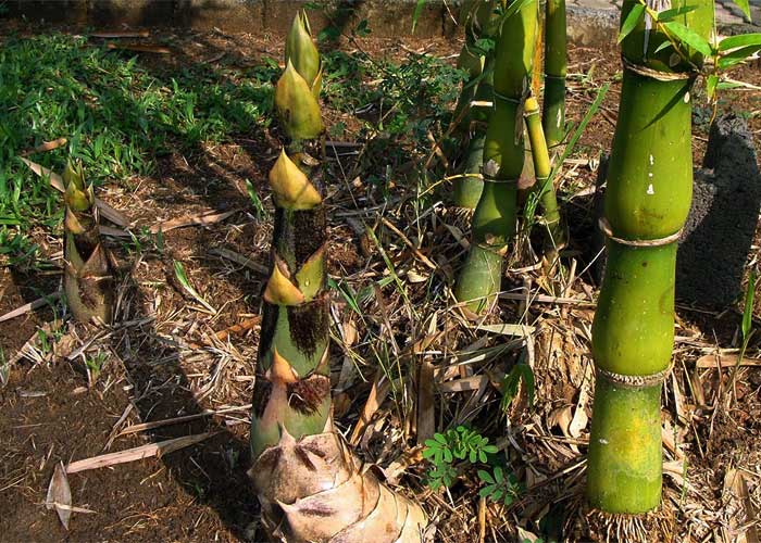 Soil Requirement for Bamboo