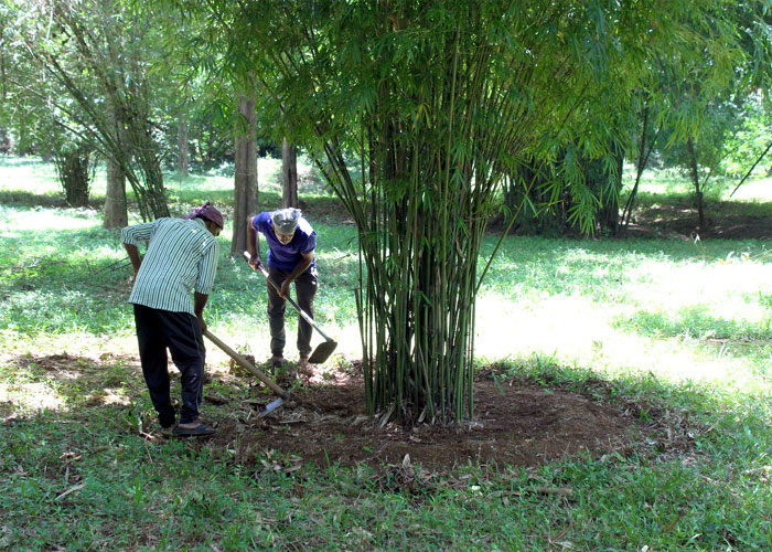 Weed Control in Bamboo Plantations