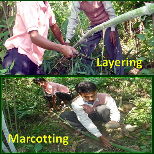 Bamboo Propagation by Layering and marcotting