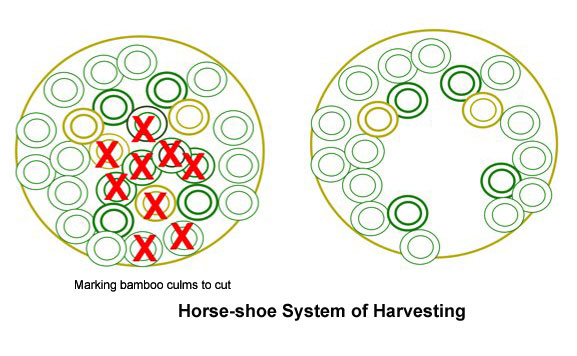  Horseshoe System of Bamboo Harvesting