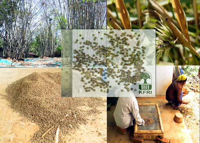 Bamboo Propagation through seeds