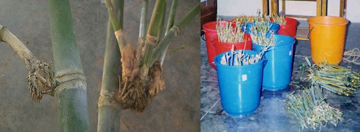 Bamboo Propagation using Branch cuttings