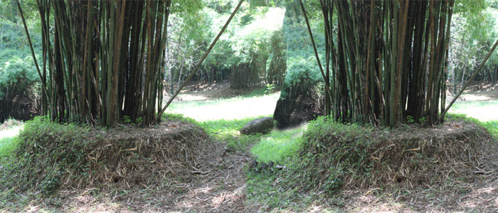 Mounding for older bamboo clums