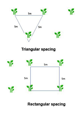 Spacing between Bamboo plants