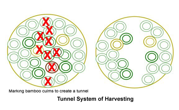 Tunnel System of Harvesting of Bamboo