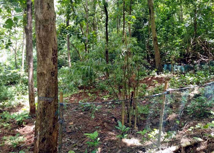 Bamboo - Agroforestry Trail