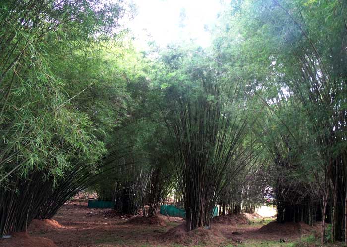 Bamboo Germplasm collection