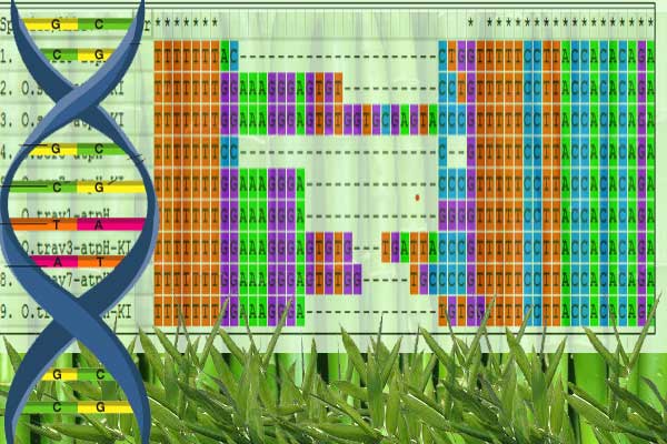 DNA Barcoding for Bamboo