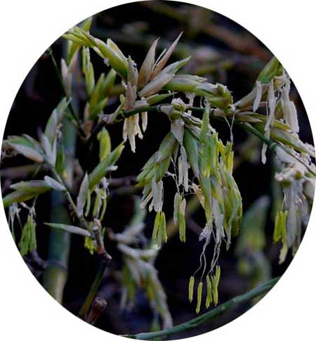 Bamboo Inflorescence - Dense, globose heads