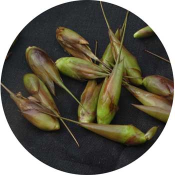 Bamboo Inflorescence - Panicle