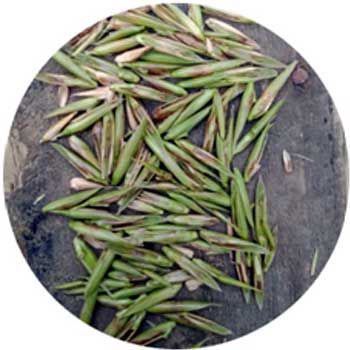 Bamboo Inflorescence - Panicle