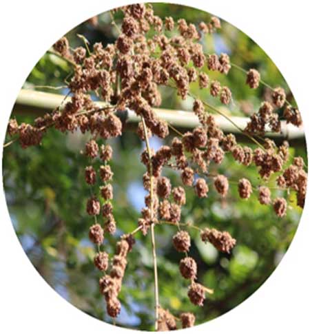 Bamboo Inflorescence - Panicle