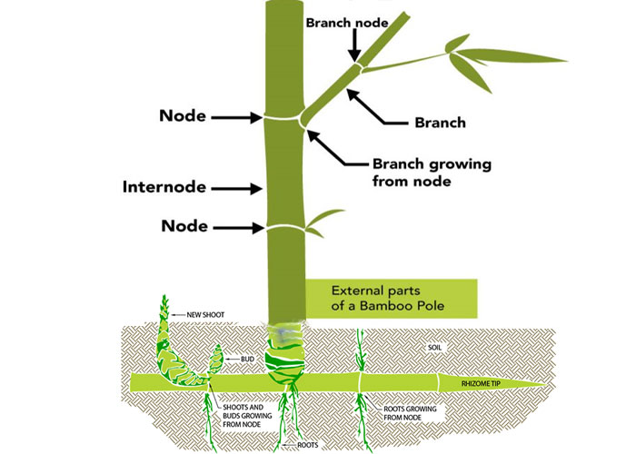 Bamboo Morphology