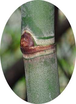 Bamboo culm Node with prophyllate bud