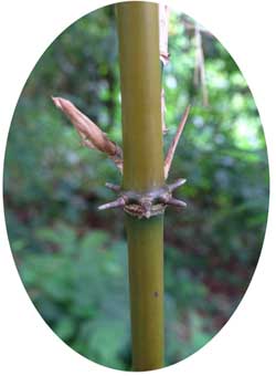 Bamboo culm Node with root thrones