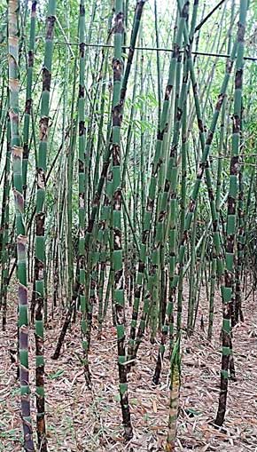 Bamboo with monopodial rhizomes