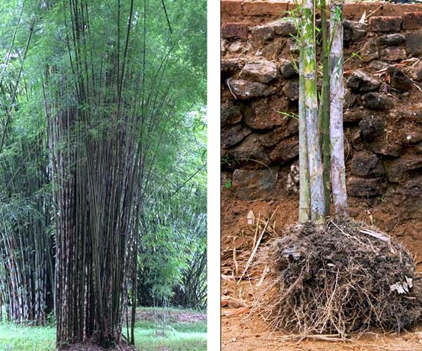 Bamboo with sympodial rhizomes