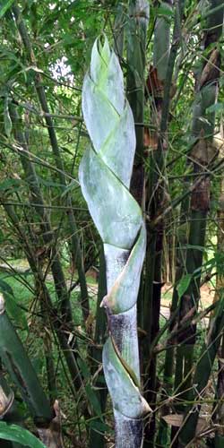 Young shoot of Bambusa tulda