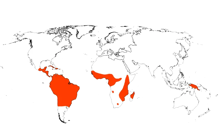 Distribution Map of herbaceous bamboos 