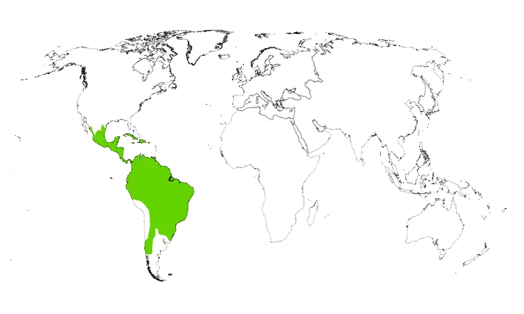 Distribution Map of neotropical woody bamboos 