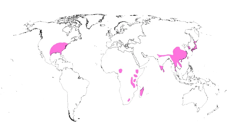 Distribution Map of north temperate  woody bamboos 