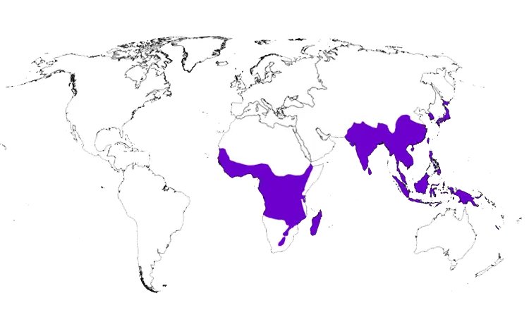 Distribution Map of paleotropical woody bamboos 