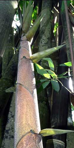 Young shoot of Gigantochloa atroviolacea