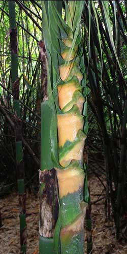 Young shoot of Melocanna baccifera