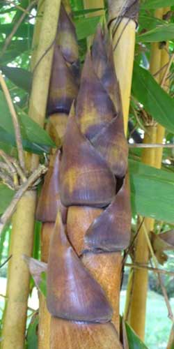 Young shoot of Schizostachyum brachycladum