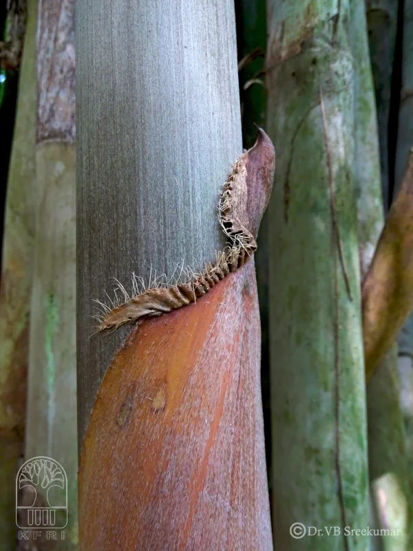 Bambusa polymorpha