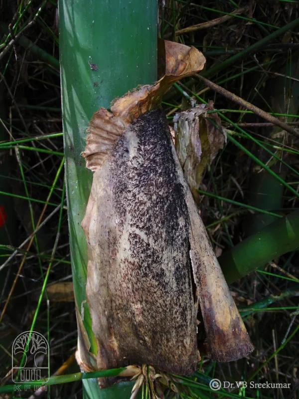 Bambusa teres