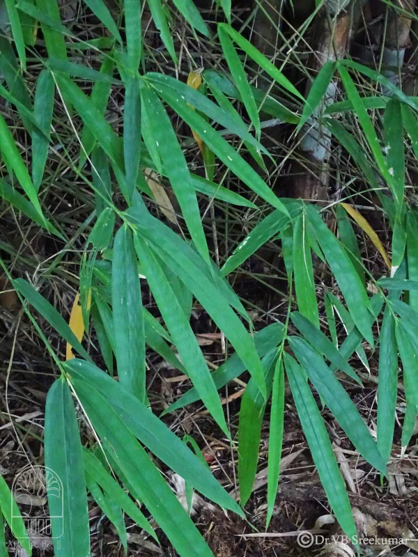 Cephalostachyum pergracile