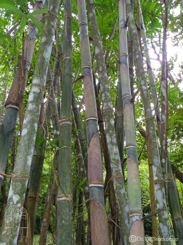 Dendrocalamus asper