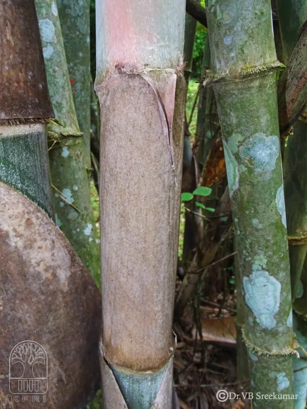 Dendrocalamus asper