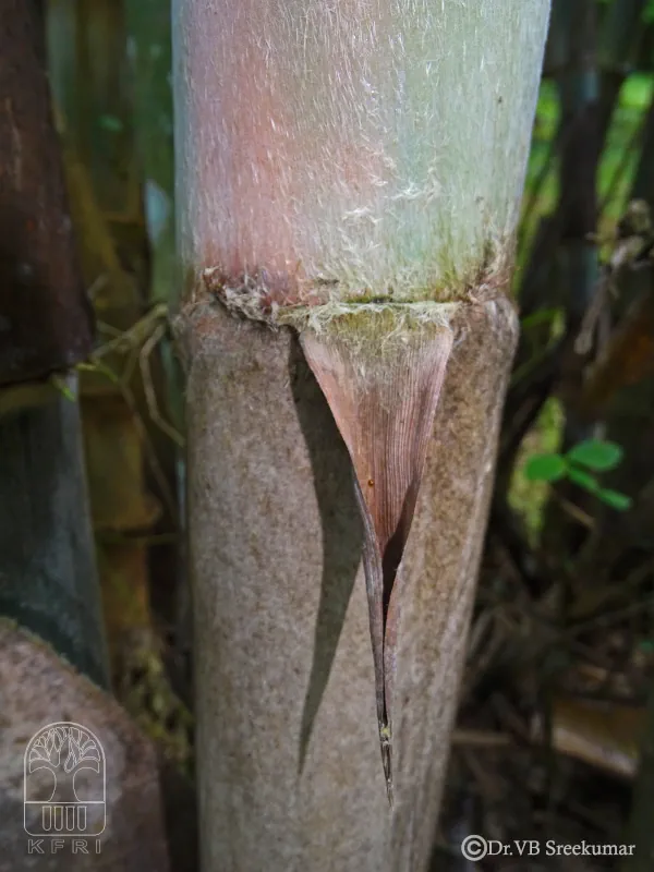 Dendrocalamus asper