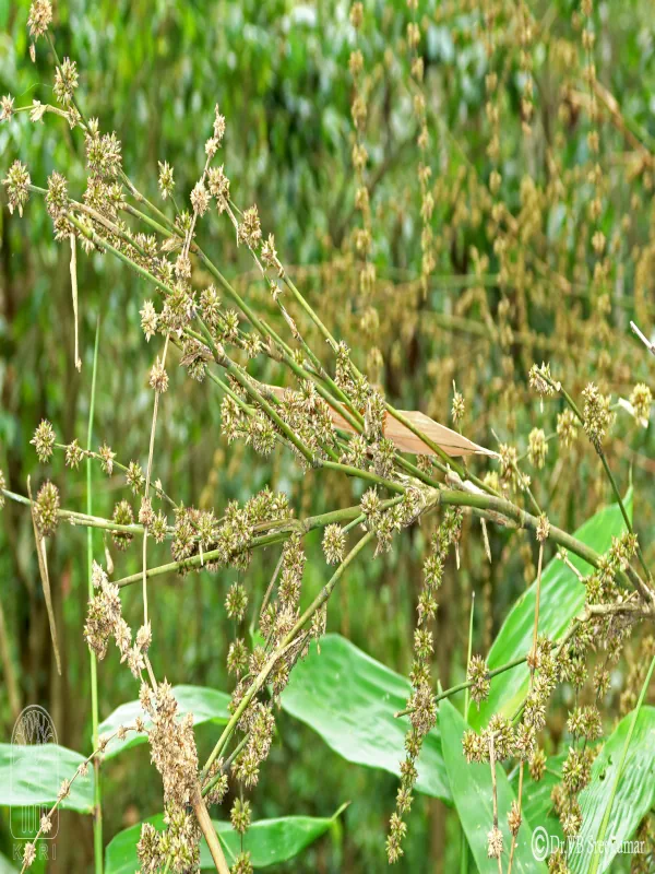 Dendrocalamus brandisii