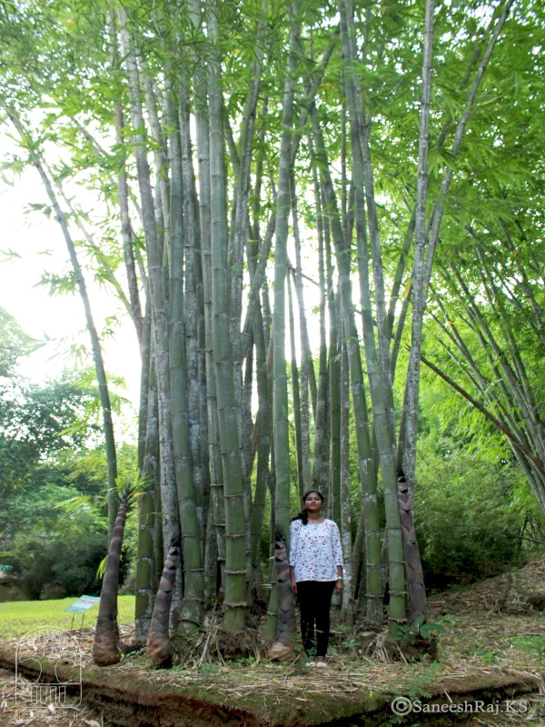 Dendrocalamus giganteus